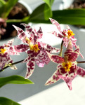 Орхидея Oncidium Titanium Treasure violet 