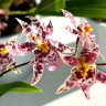 Орхидея Oncidium Titanium Treasure violet 