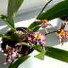 Орхидея Oncidium Titanium Treasure violet 