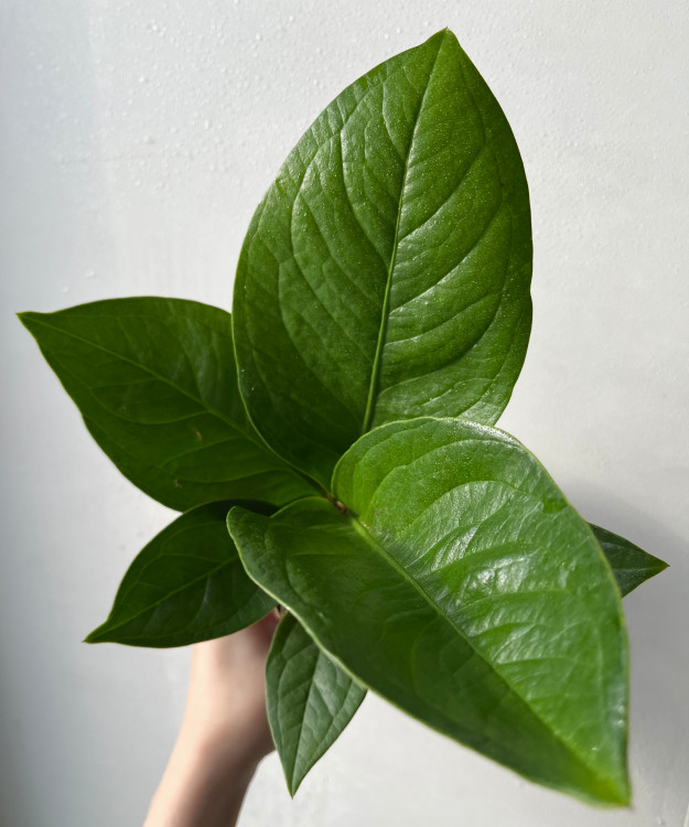 Anthurium Cobra (еще не цвел)