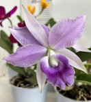 Орхидея Laeliocattleya Blue Angel 