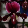 Орхидея Paphiopedilum Black Jack (отцвёл)