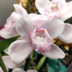 Орхидея Cymbidium (отцвел, РЕАНИМАШКА)