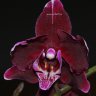 Орхидея Phalaenopsis Katrina (отцвёл)