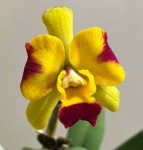 Орхидея Cattleya hybrid