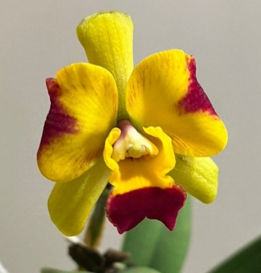 Орхидея Cattleya hybrid