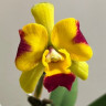 Орхидея Cattleya hybrid