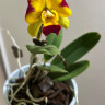 Орхидея Cattleya hybrid