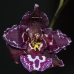 Орхидея Odontoglossum Margaret Holm Black Beauty