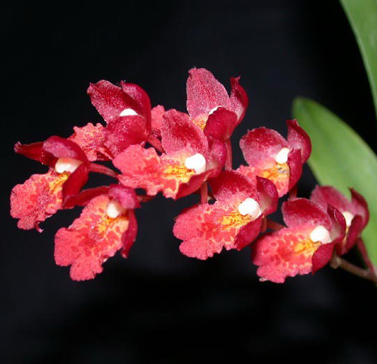 Орхидея Howeara Lava Burst 