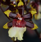 Орхидея Colmanara 