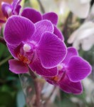 Орхидея Phalaenopsis mini  (отцвел)    