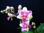 Орхидея Dtps Sogo Gotris peloric (еще не цвел)  