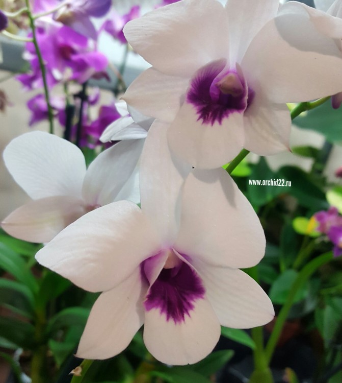 Орхидея Dendrobium (отцвёл, деленка) 