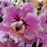 Орхидея Phalaenopsis 