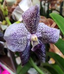 Орхидея Vanda Black (отцвела)
