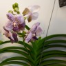 Орхидея Vanda Black (отцвела)