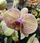 Орхидея Phalaenopsis Fritzi