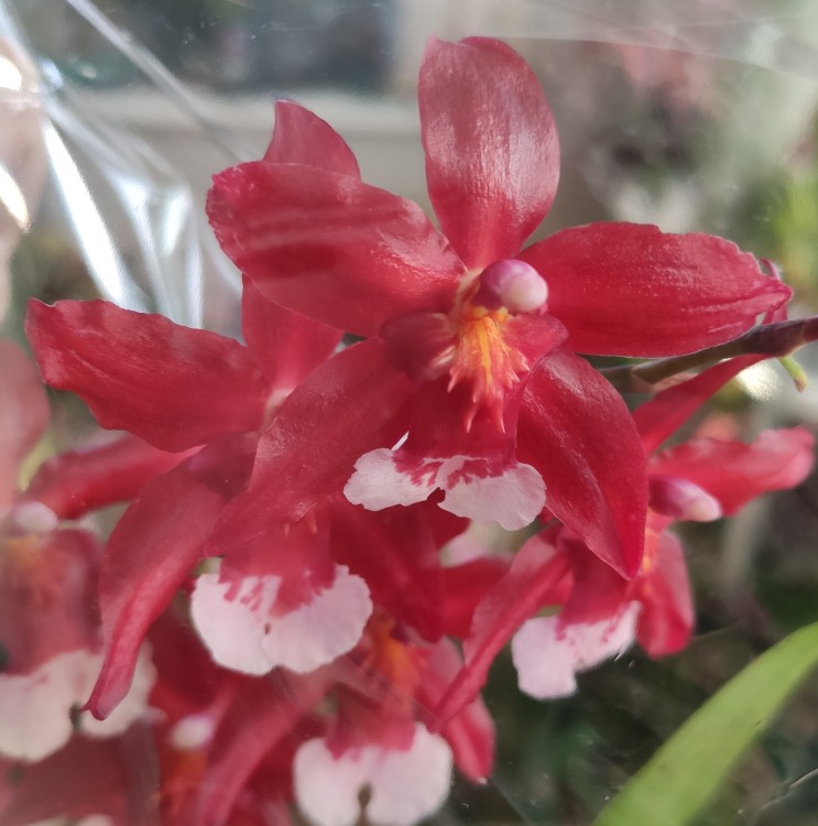 Орхидея Cambria     