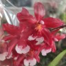 Орхидея Cambria     