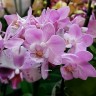 Орхидея Phalaenopsis Lieke, mini (отцвел)