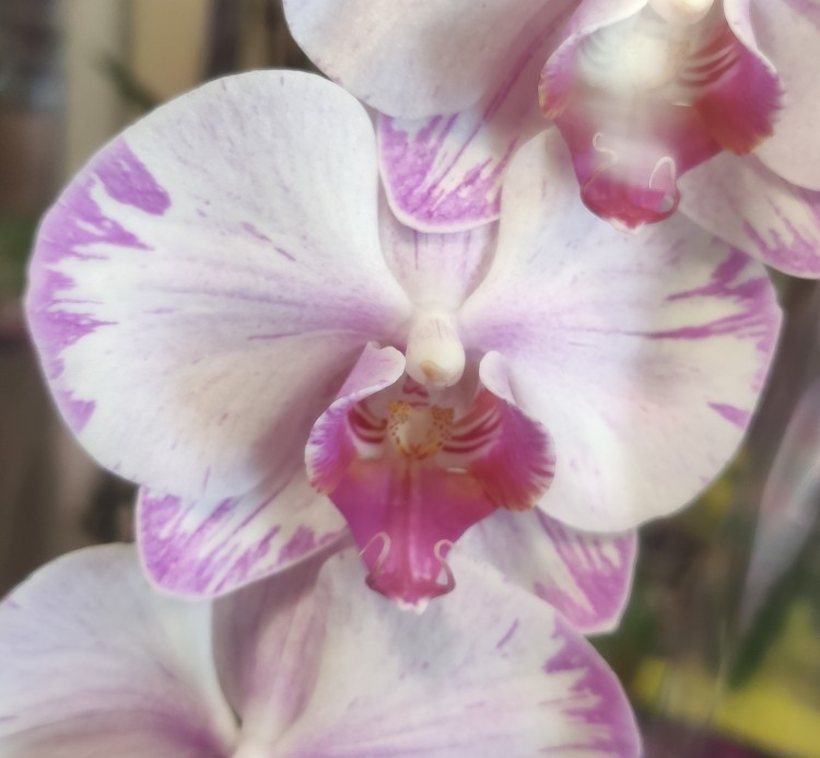 Орхидея Phalaenopsis, midi (отцвел)