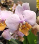 Орхидея Phalaenopsis Tulkan, multiflora 
