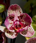 Орхидея Phalaenopsis Frontera peloric