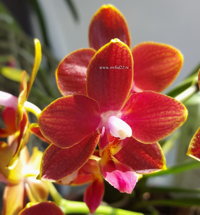 Орхидея Phalaenopsis Perfume Phoenix, multiflora (отцвел)