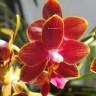Орхидея Phalaenopsis Perfume Phoenix, multiflora (отцвел)