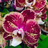 Орхидея Phalaenopsis Pomelo (отцвел, РЕАНИМАШКА)
