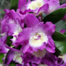 Орхидея Dendrobium nobile (отцвёл, деленка)