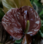 Anthurium Black Love (отцвел)