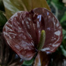 Anthurium Black Love (отцвел)