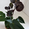 Anthurium Black Love (отцвел)
