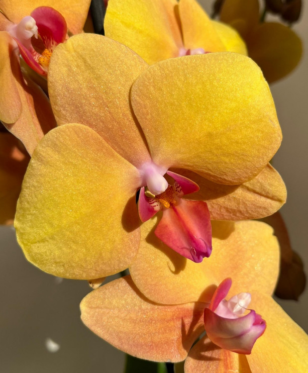 Орхидея Phalaenopsis Buddha