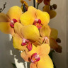 Орхидея Phalaenopsis Buddha