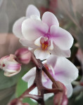 Орхидея Phalaenopsis  