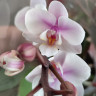 Орхидея Phalaenopsis  