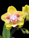 Орхидея Phal.Brother Sara Gold x Chiada Spark, peloric (отцвел, РЕАНИМАШКА)