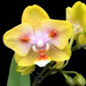 Орхидея Phal.Brother Sara Gold x Chiada Spark, peloric (отцвел, РЕАНИМАШКА)
