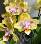 Орхидея Phal.Brother Sara Gold x Chiada Spark, peloric (отцвел, РЕАНИМАШКА)