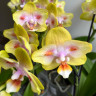 Орхидея Phal.Brother Sara Gold x Chiada Spark, peloric (отцвел, РЕАНИМАШКА)