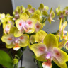 Орхидея Phal.Brother Sara Gold x Chiada Spark, peloric (отцвел, РЕАНИМАШКА)