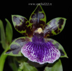 Орхидея Zygopetalum Titanic (отцвел) 