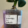 Орхидея Phalaenopsis Leco Fantastic (отцвел, РЕАНИМАШКА*)