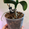 Орхидея Phalaenopsis Leco Fantastic (отцвел, РЕАНИМАШКА*)