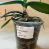 Орхидея Phalaenopsis Leco Fantastic (отцвел, РЕАНИМАШКА*)