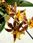 Орхидея Oncidium Titanium Treasure yellow