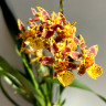 Орхидея Oncidium Titanium Treasure yellow